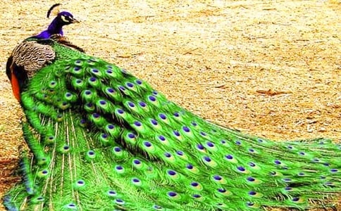 《金孔雀轻轻跳》教学设计