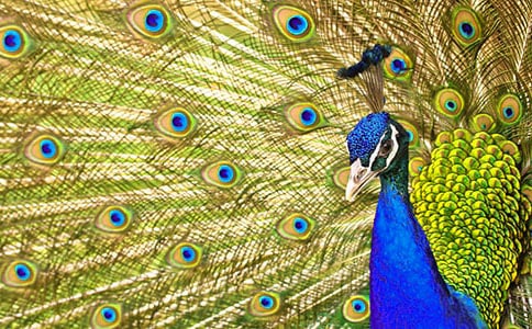 【精华】《孔雀东南飞》教案3篇