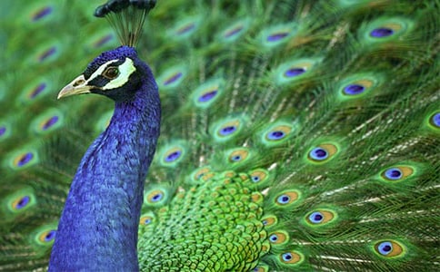 《金孔雀轻轻跳》教学反思