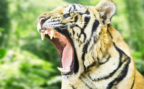 《老虎斗》小班体育游戏教案