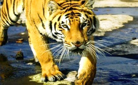 《两只老虎》大班教案