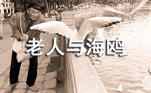 老人与海鸥读后感范文参考作文