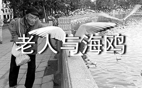 《老人与海鸥》教学设计