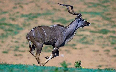 《羚羊木雕》读后感[精选]