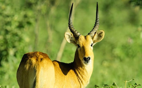 羚羊木雕读后感10篇