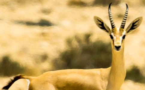 羚羊木雕读后感