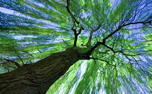 《柳树》中班教案