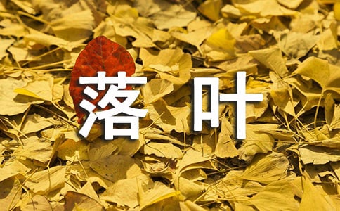 读《抓落叶》有感