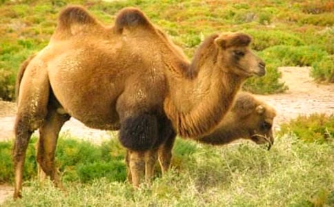 找骆驼教学设计