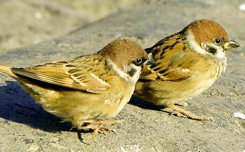 《小麻雀》小班教案