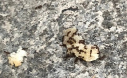 中班教案《小蚂蚁赶路》