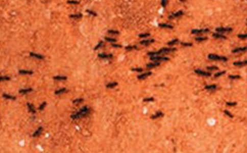 蚂蚁与蝈蝈教学设计