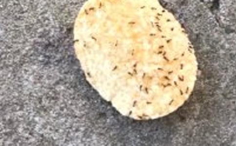 《蚂蚁和蝈蝈》第二课时教学设计（推荐）