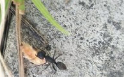 《蜻蜓和蚂蚁》教学设计