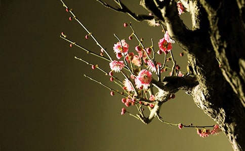 傲雪梅花优秀说课稿