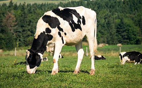 奶牛买卖合同4篇