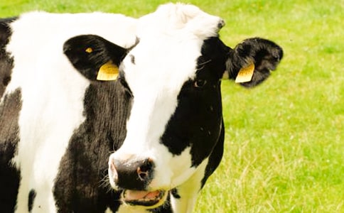 动产奶牛买卖合同书