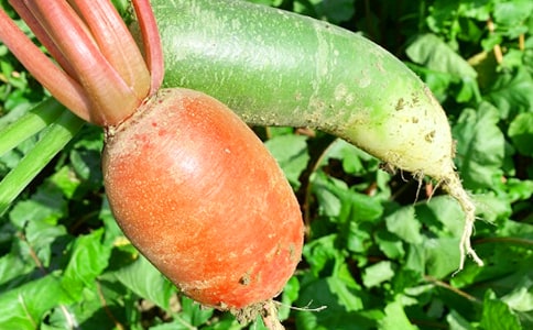 农家乐策划书(15篇)