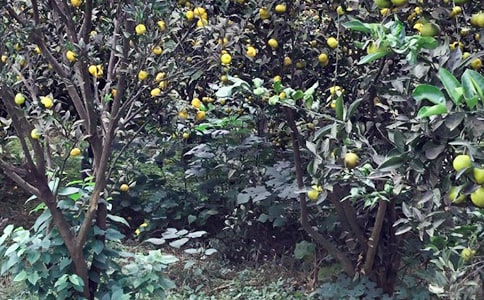 农家乐策划书12篇