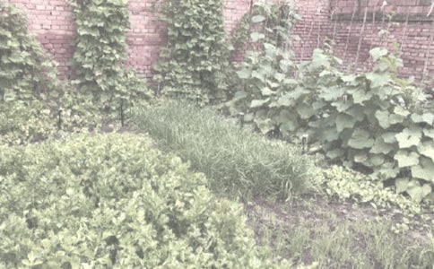 优选农作物种子买卖合同