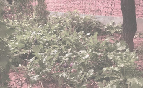 农作物种子购买合同4篇