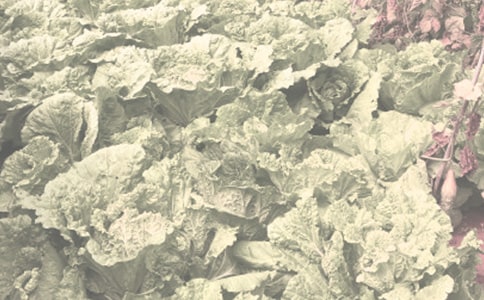 农作物种子购买合同5篇