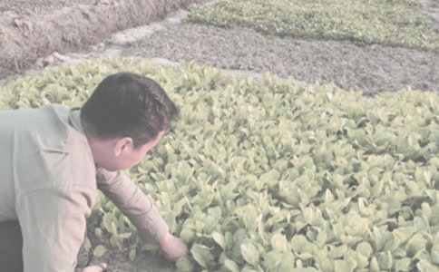 农作物种子买卖合同15篇(优秀)