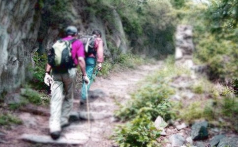 《爬山虎的脚》教案15篇