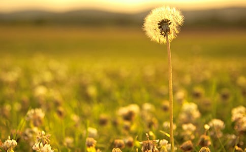 《蒲公英》读后感