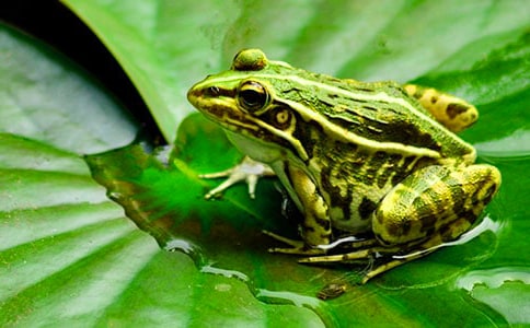 《小青蛙找家》教学反思