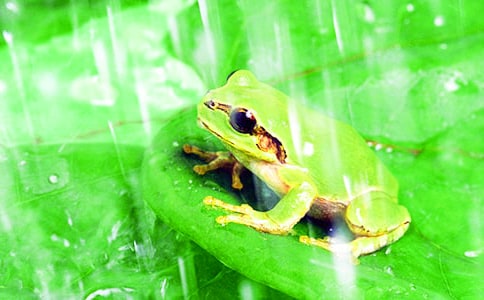 《青蛙写诗》教学反思（集锦15篇）