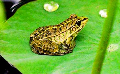 《快乐的小青蛙》教学反思