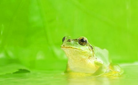 小青蛙回家大班教案