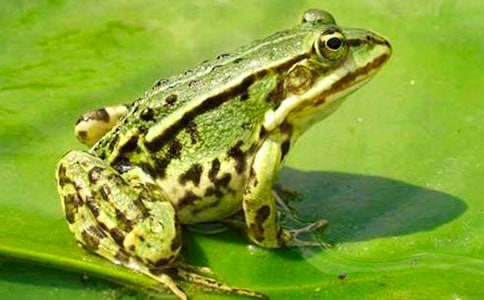 《青蛙写诗》教学反思