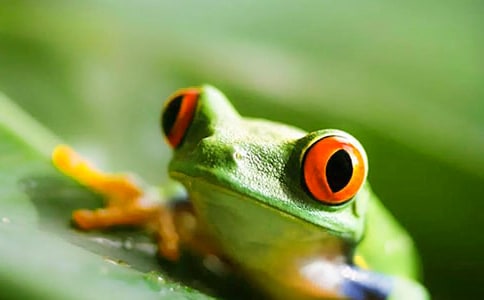 《小青蛙》教学反思