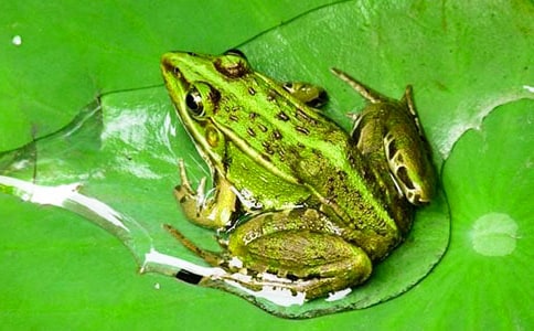 青蛙写诗教学设计