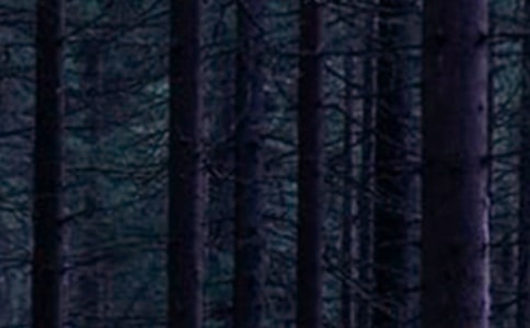 奇幻森林观后感【通用】