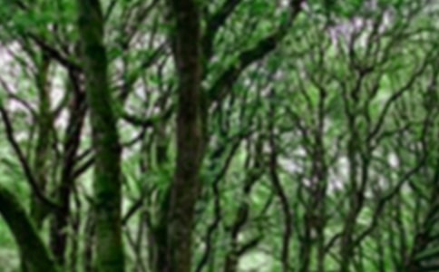 森林防火主题班会教案11篇