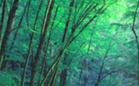 森林报读后感300字读后感