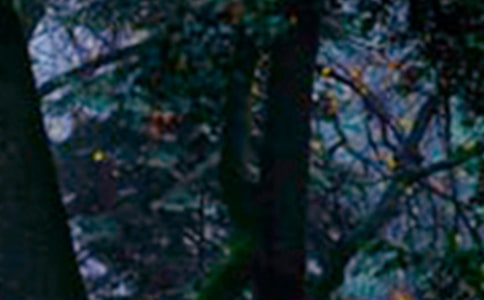 森林防火心得体会