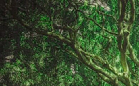 森林报学生读后感