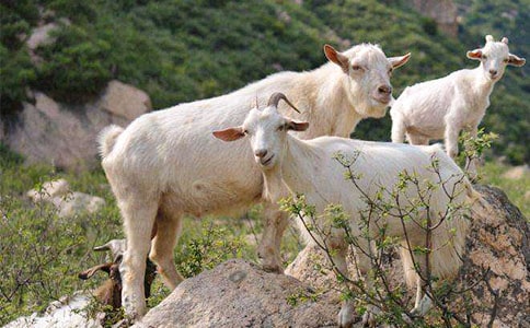 《山羊不吃天堂草》读后感6篇(实用)