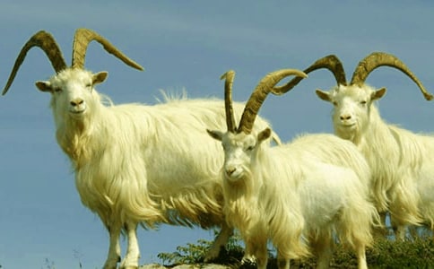 【热门】山羊不吃天堂草读后感3篇