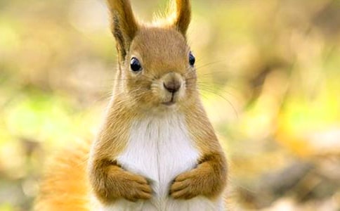 《那只松鼠》教学设计