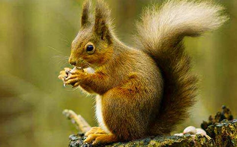 《松鼠的尾巴》教学设计