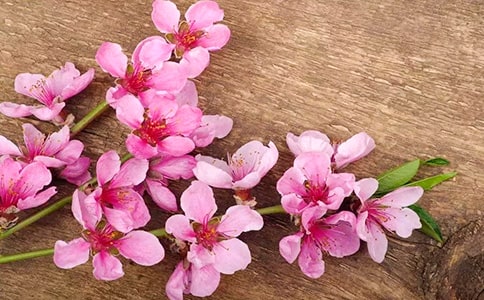 桃花心木读后感（优秀）