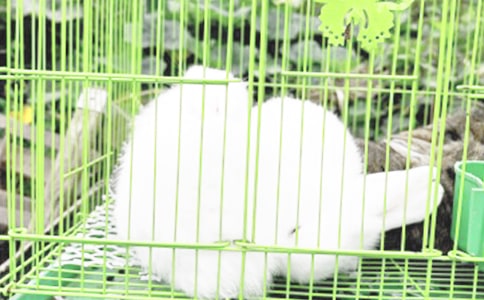 小兔子的教案