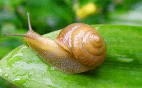 《极速蜗牛》观后感