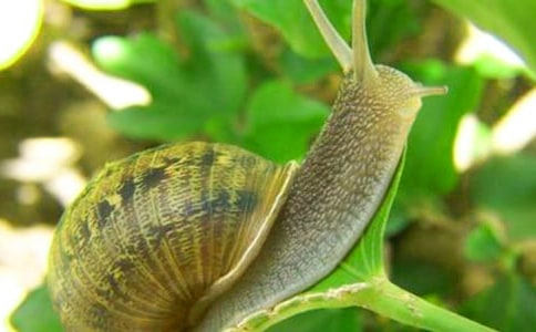 《小蜗牛》教学设计