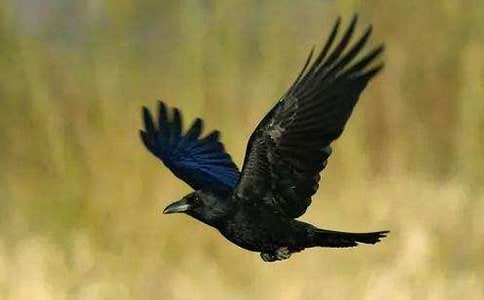 精选《乌鸦喝水》教案范文合集8篇